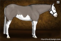 Horse Color:Grullo Splash 