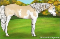 Horse Color:Silver Bay Splash 