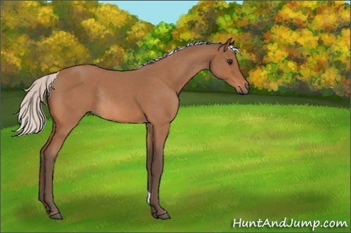 Horse Color:Silver Bay Roan Rabicano 
