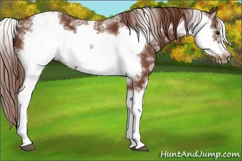 Horse Color:Chestnut Sabino Frame