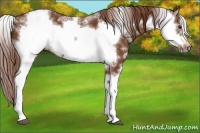 Horse Color:Chestnut Sabino Frame 