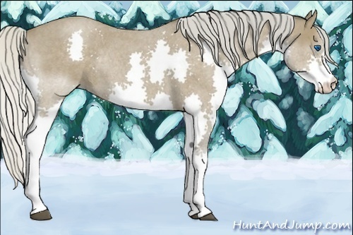 Horse Color:Silver Blue Roan Splash Rabicano 