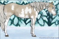 Horse Color:Silver Blue Roan Splash Rabicano
