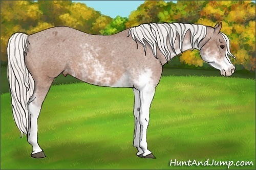 Horse Color:Silver Bay Sabino Appaloosa 