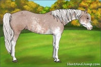 Horse Color:Silver Bay Sabino Appaloosa
