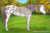 Horse Color:Liver Chestnut Ice Splash Appaloosa 
