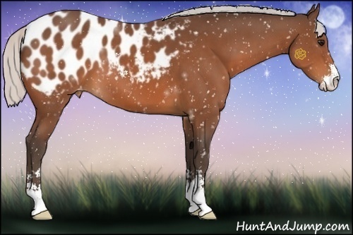Horse Color:Silver Bay Sabino Appaloosa 