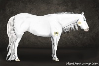 Horse Color:Silver Smoky Black Pearl Tobiano Appaloosa