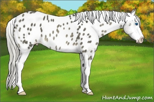 Horse Color:Chocolate Palomino Splash Appaloosa 