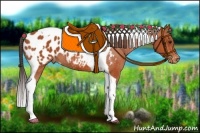 Horse Color:Bay Tobiano Appaloosa 