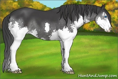 Horse Color:Black Sabino Splash 