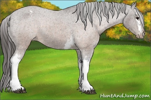 Horse Color:White Spotted Brown Appaloosa 