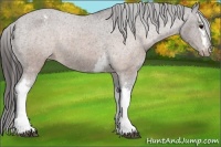 Horse Color:White Spotted Brown Appaloosa 