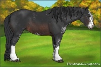 Horse Color:Brown Sabino