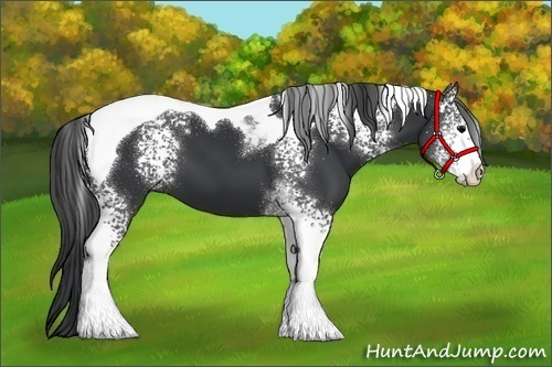 Horse Color:White Spotted Black Tobiano 