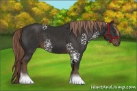 Horse Color:White Spotted Liver Chestnut