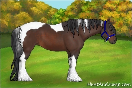 Horse Color:Bay Tobiano