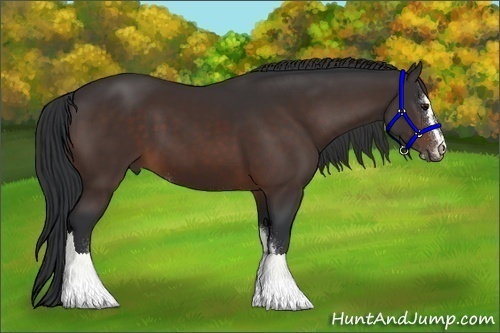Horse Color:Bay Sabino