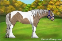 Horse Color:Silver Buckskin Sabino Tobiano 