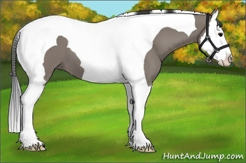 Horse Color:Grullo Splash Tobiano 