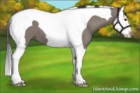 Horse Color:Grullo Splash Tobiano