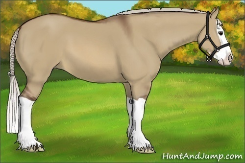 Horse Color:Silver Brown Dun Splash 