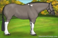 Horse Color:Grullo Tobiano Rabicano