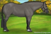 Horse Color:Grullo 