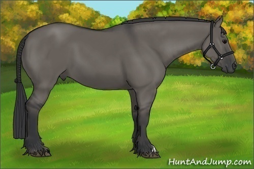 Horse Color:Grullo 