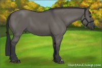 Horse Color:Grullo 