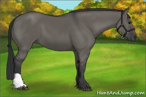 Horse Color:Grullo 