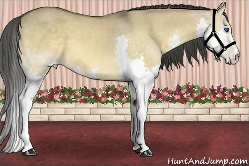 Horse Color:Buckskin Dun Splash 