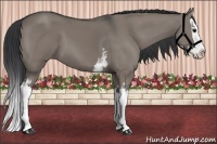 Horse Color:White Spotted Grullo Splash 