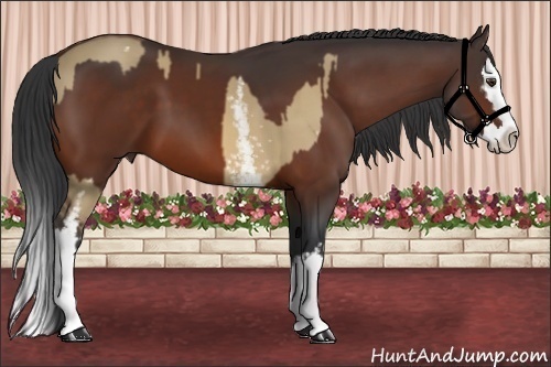 Horse Color:White Spotted Bay Dun  and White Spotted Bay Splash 