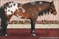 Horse Color:White Spotted Bay Appaloosa
