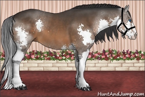Horse Color:Bay Splash 