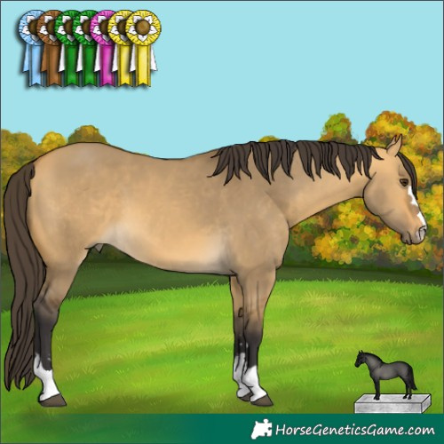Horse Color:Buckskin Dun 