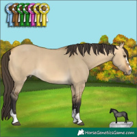 Horse Color:Buckskin Dun
