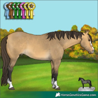 Horse Color:Buckskin Dun 