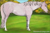 Horse Color:Watercolor Gold Champagne