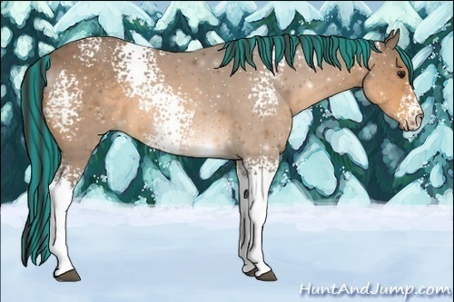 Horse Color:Painted White Spotted Buckskin