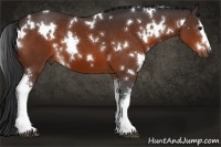 Horse Color:White Spotted Bay 