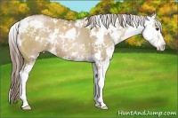 Horse Color:Grullo Pearl Sabino