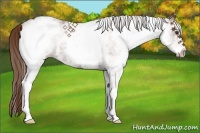 Horse Color:White Spotted Chestnut