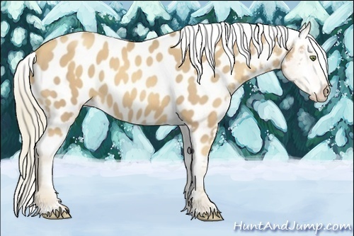 Horse Color:Gold Champagne Appaloosa Rabicano 