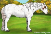 Horse Color:Chestnut Sabino