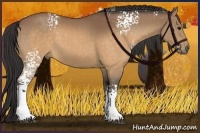 Horse Color:White Spotted Buckskin 