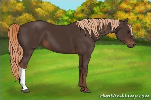 Horse Color:Liver Chestnut 
