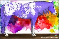 Horse Color:Watercolor Black Sabino Appaloosa 