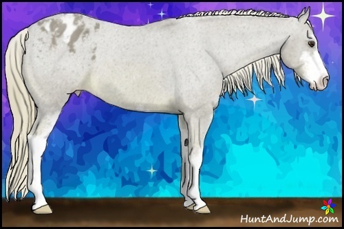 Horse Color:Watercolor Chestnut Sabino Appaloosa 